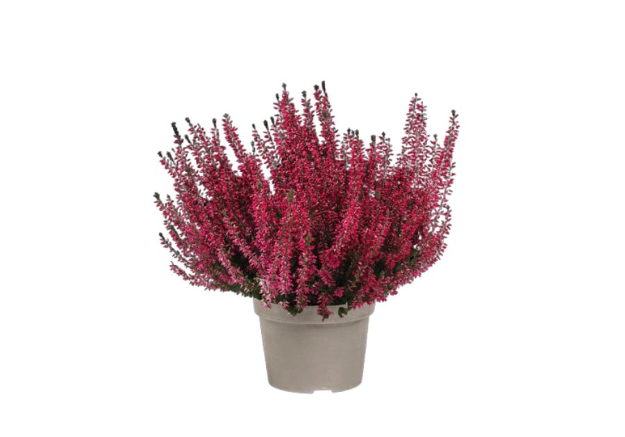 Wrzos doniczkowy multikolor 11 cm CYGANEK