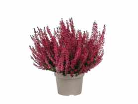 Wrzos doniczkowy multikolor 11 cm CYGANEK