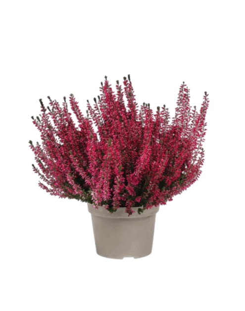 Zdjęcie: Wrzos doniczkowy multikolor 11 cm CYGANEK