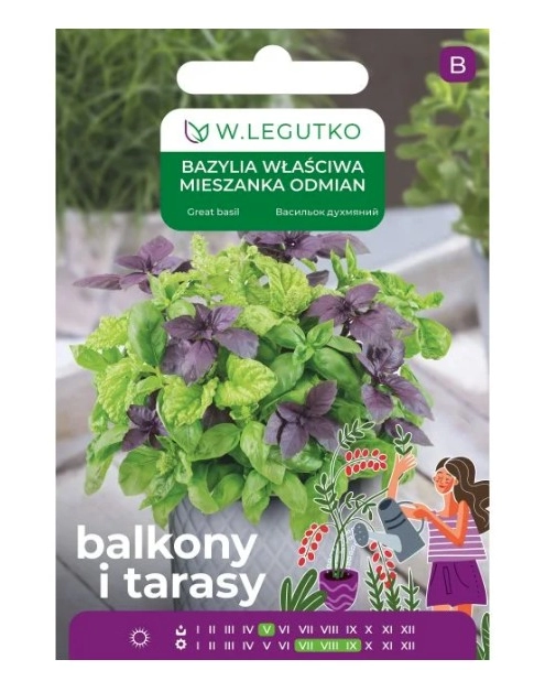 Zdjęcie: Bazylia właściwa mieszanka odmian typ patio 0,50 g na balkon i taras W.LEGUTKO