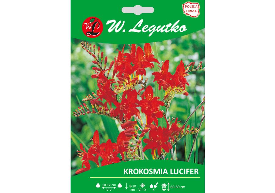 Zdjęcie: Krokosmia Lucifer seria tradycyjna W.LEGUTKO