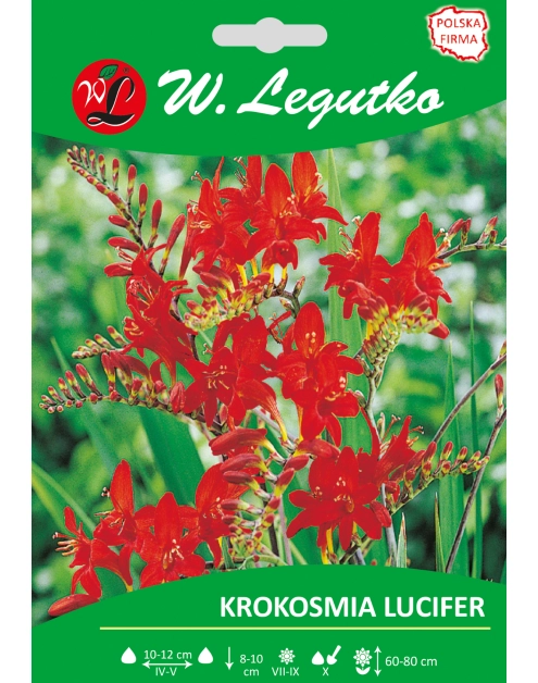 Zdjęcie: Krokosmia Lucifer seria tradycyjna W.LEGUTKO