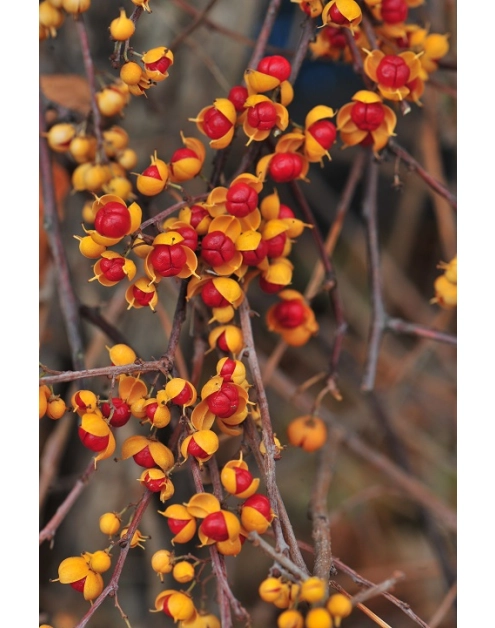 Zdjęcie: Dławisz C2 CLEMATIS