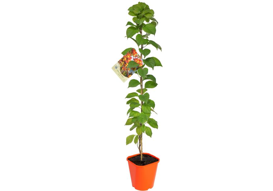 Zdjęcie: Dławisz C2 CLEMATIS