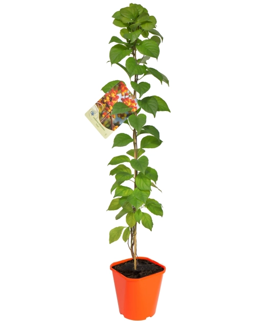 Zdjęcie: Dławisz C2 CLEMATIS