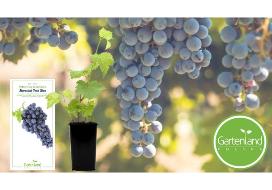 Zdjęcie: Winorośl Marechal Foch GARTENLAND