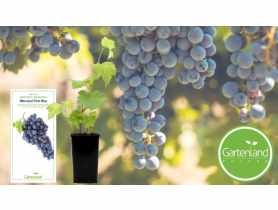 Winorośl Marechal Foch GARTENLAND