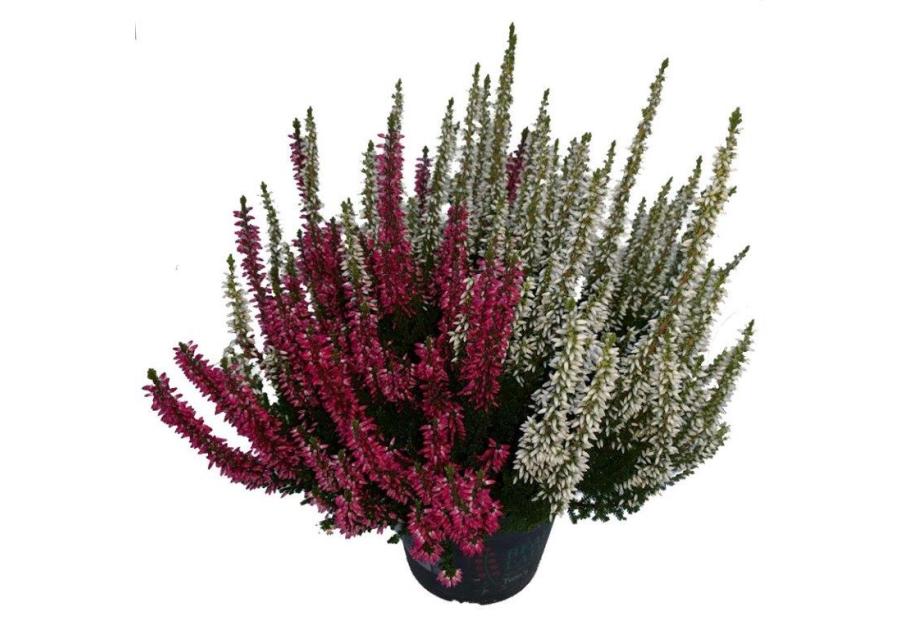 Zdjęcie: Wrzos Twin multikolor CYGNAEK