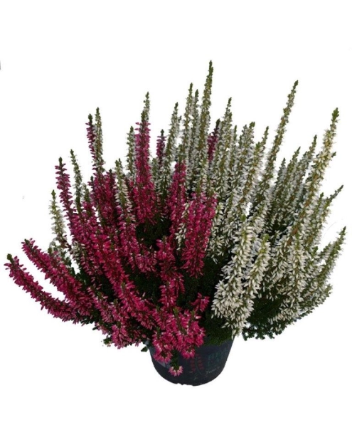 Zdjęcie: Wrzos Twin multikolor CYGNAEK