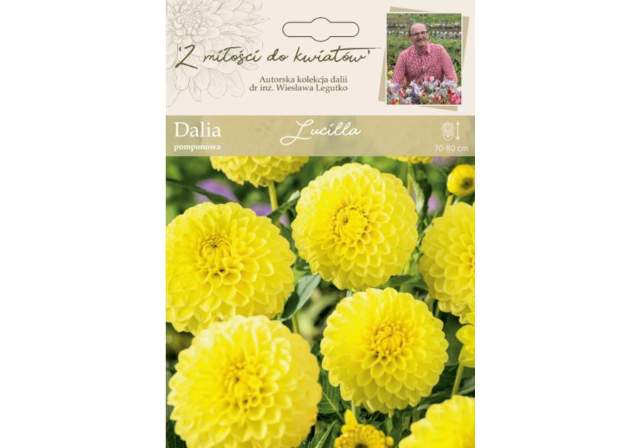 Zdjęcie: Dalia ogrodowa Lucilla kolekcja dalii W.LEGUTKO
