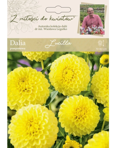 Zdjęcie: Dalia ogrodowa Lucilla kolekcja dalii W.LEGUTKO