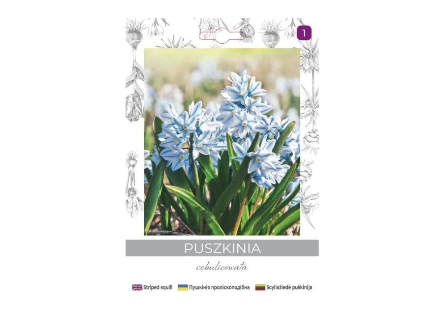 Zdjęcie: Puszkinia cebulicowata biało-niebieska 8 sztuk W.LEGUTKO