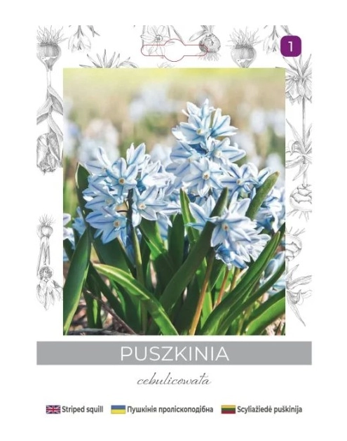 Zdjęcie: Puszkinia cebulicowata biało-niebieska 8 sztuk W.LEGUTKO