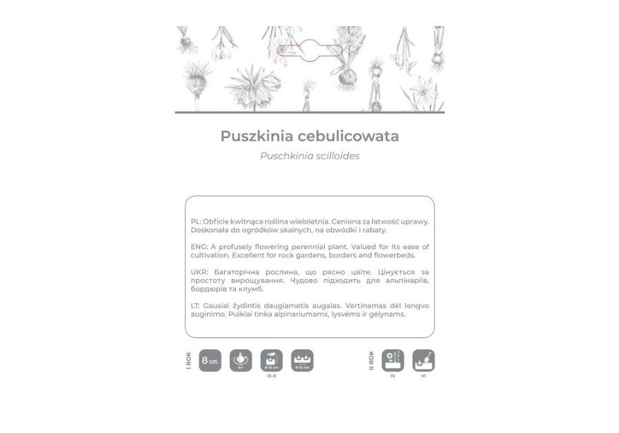 Zdjęcie: Puszkinia cebulicowata biało-niebieska 8 sztuk W.LEGUTKO