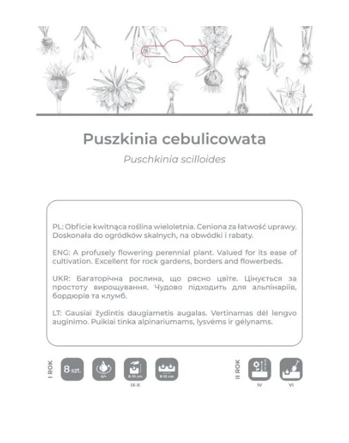 Zdjęcie: Puszkinia cebulicowata biało-niebieska 8 sztuk W.LEGUTKO