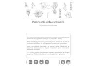 Zdjęcie: Puszkinia cebulicowata biało-niebieska 8 sztuk W.LEGUTKO