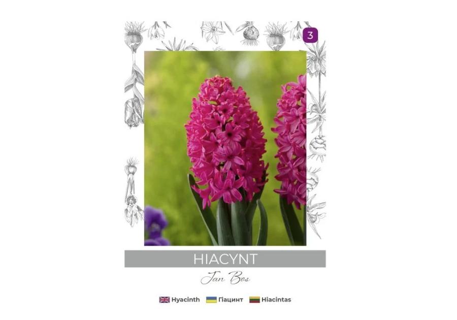 Zdjęcie: Hiacynt Jan Bos czerwony 2 sztuki W.LEGUTKO