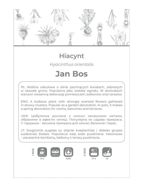 Zdjęcie: Hiacynt Jan Bos czerwony 2 sztuki W.LEGUTKO