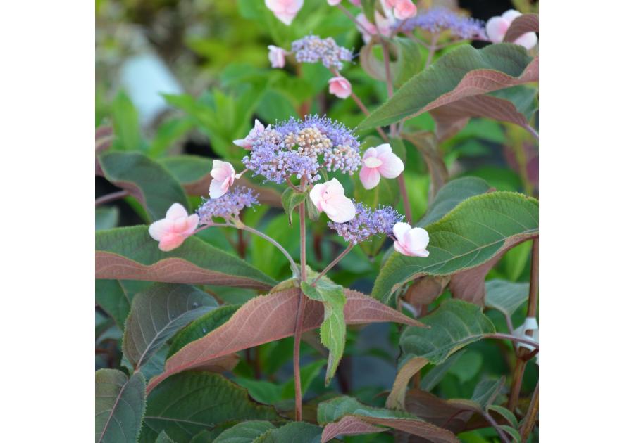 Zdjęcie: Hortensja kosmata C2 CLEMATIS