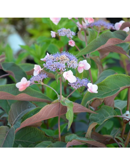 Zdjęcie: Hortensja kosmata C2 CLEMATIS