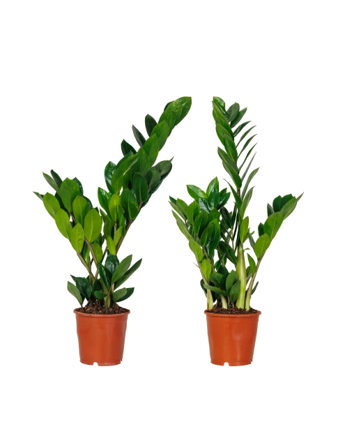 Zdjęcie: Kwiat doniczkowy Zamioculcas D12 KAMA