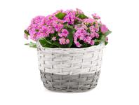 Zdjęcie: Koszyk z uchwytami do obsadzania kwiatów z folią 27x21x20/25 cm TIN TOURS