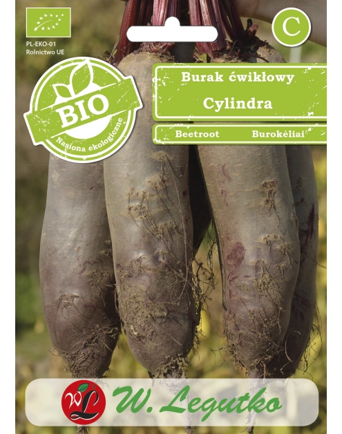 Zdjęcie: Burak ćwikłowy Cylindra W.LEGUTKO