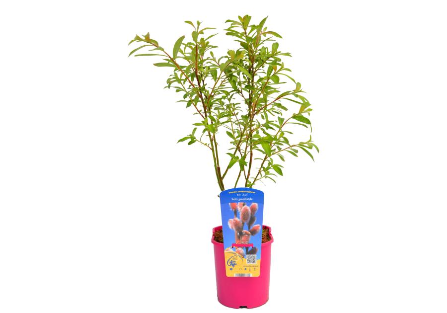 Zdjęcie: Wierzba smukłoszyjkowa C2 CLEMATIS