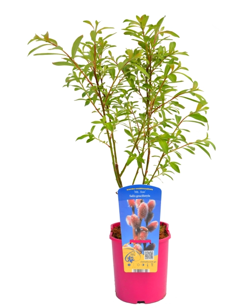 Zdjęcie: Wierzba smukłoszyjkowa C2 CLEMATIS