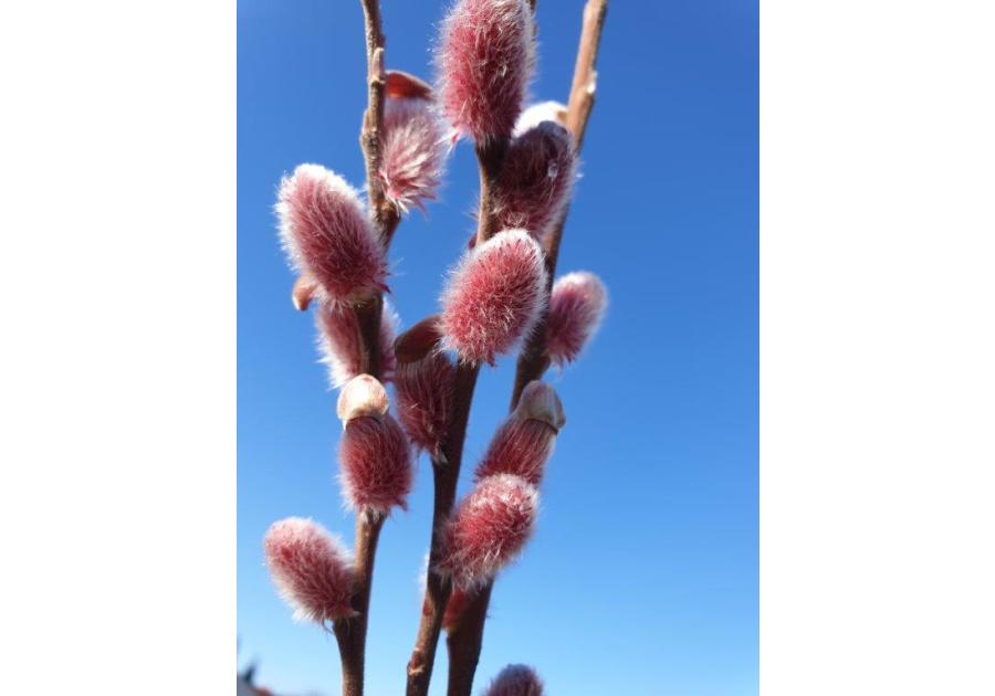 Zdjęcie: Wierzba smukłoszyjkowa C2 CLEMATIS