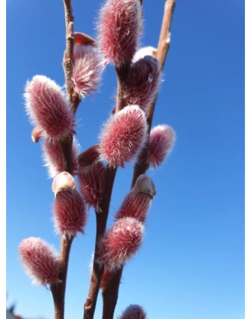 Zdjęcie: Wierzba smukłoszyjkowa C2 CLEMATIS