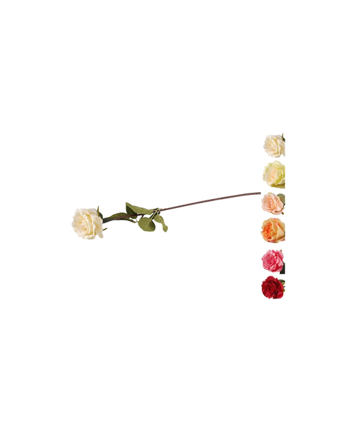 Zdjęcie: Róża pojedyncza multikolor 75 cm TOP GIFTS