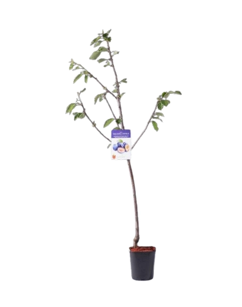 Zdjęcie: Śliwa 160-170 cm - 5 L GARTENLAND