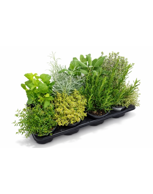 Zdjęcie: Zioła w doniczce 14 cm KAMA