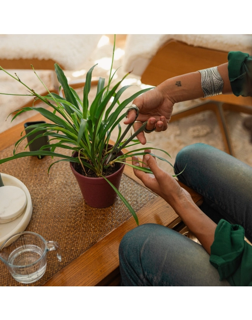 Zdjęcie: Zestaw Plant Care do pielęgnacji roślin 3 sztuki FISKARS