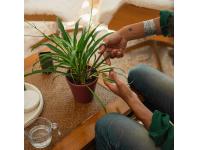 Zdjęcie: Zestaw Plant Care do pielęgnacji roślin 3 sztuki FISKARS