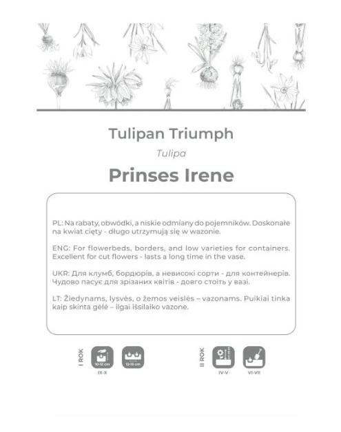 Zdjęcie: Tulipan Prinses Irene pomarańczowy z brązowymi smugami 3 sztuki W.LEGUTKO