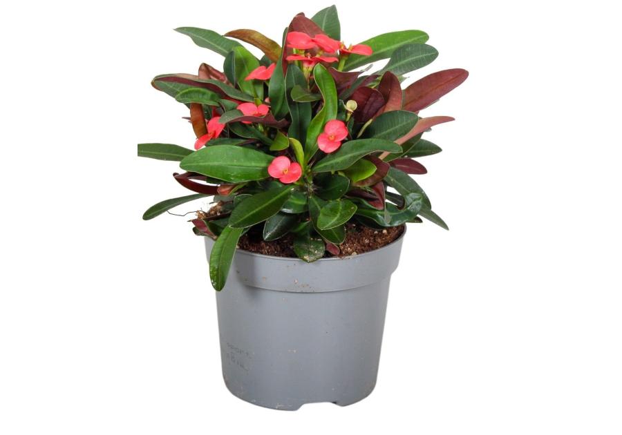 Zdjęcie: Kwiat doniczkowy Euphorbia KAMA
