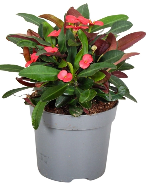 Zdjęcie: Kwiat doniczkowy Euphorbia KAMA