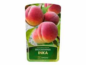 Drzewo owocowe brzoskiwnia Inka sadzonka w balocie DIPLANTS