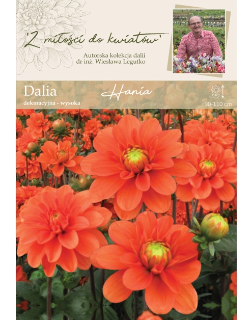 Zdjęcie: Dalia ogrodowa Hania kolekcja dalii W.LEGUTKO