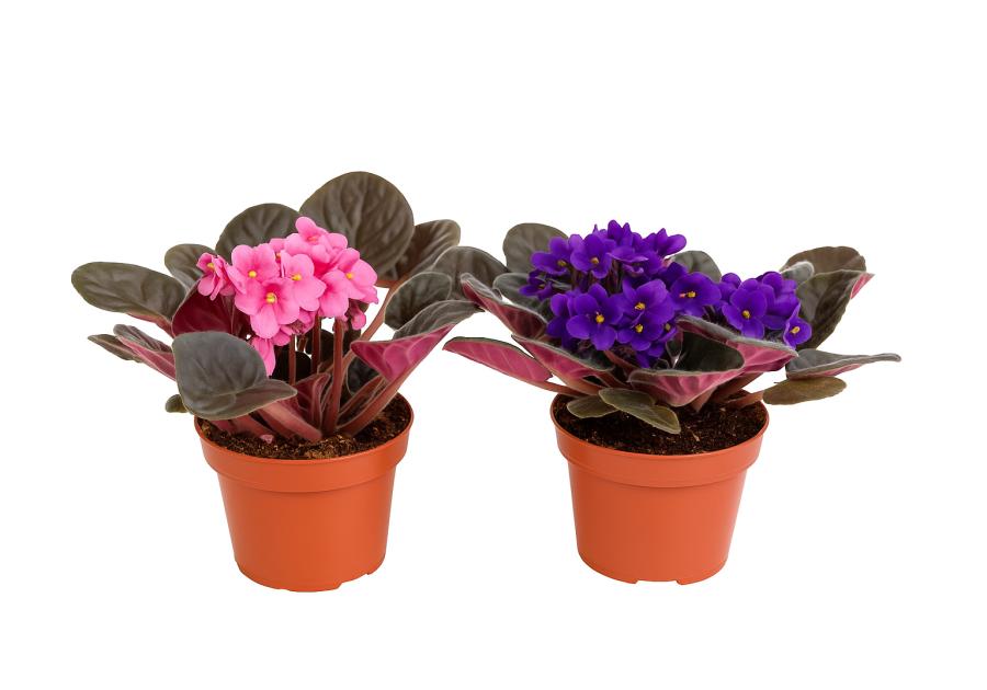 Zdjęcie: Kwiat doniczkowy fiołek afrykański saintpaulia multikolor KAMA