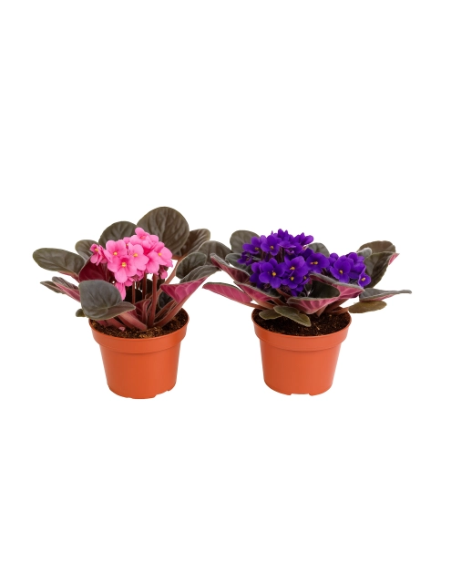 Zdjęcie: Kwiat doniczkowy fiołek afrykański saintpaulia multikolor KAMA