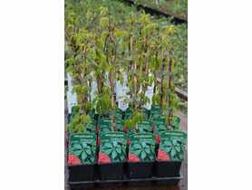 Winobluszcz P9 CLEMATIS