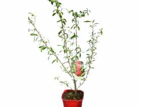 Oliwnik (owocowy) C2 CLEMATIS