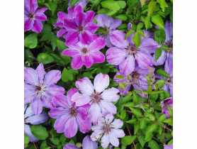 Clematis wielkokwiatowy Bałtyk 1 L WĘDROWSCY