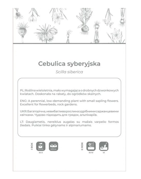 Zdjęcie: Cebulica syberyjska niebieska 5 sztuk W.LEGUTKO
