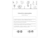 Zdjęcie: Cebulica syberyjska niebieska 5 sztuk W.LEGUTKO