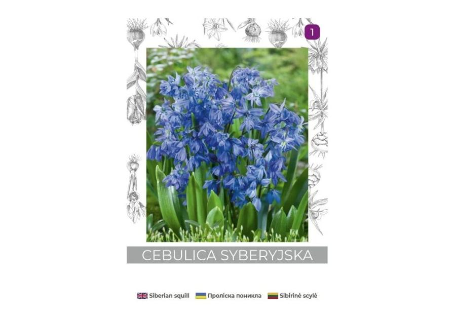 Zdjęcie: Cebulica syberyjska niebieska 5 sztuk W.LEGUTKO