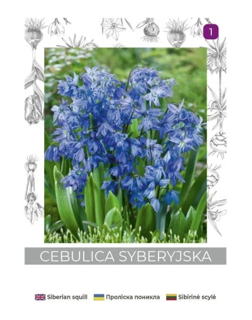 Zdjęcie: Cebulica syberyjska niebieska 5 sztuk W.LEGUTKO